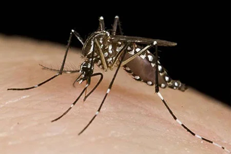 Dengue-1