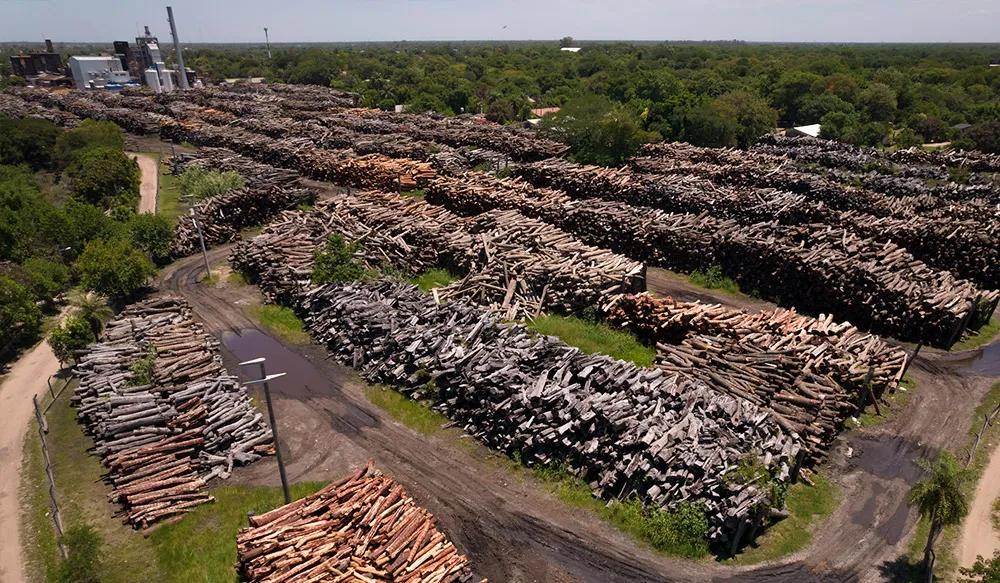 desmonte-actividad-maderera-Chaco