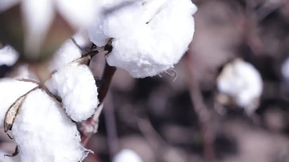 1000027841-6897c2cd468ce559020276