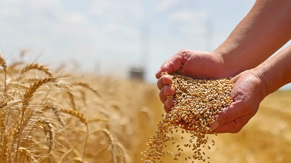 Granotec-Blog-Informe-semanal-de-Estimaciones-Agricolas