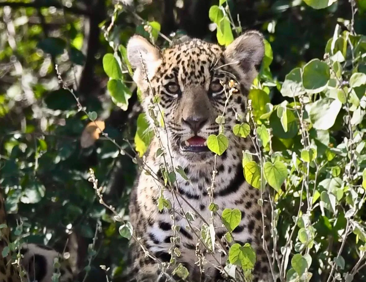 whatsapp-image-2026-02-05-at-09-14-28-69848a0ec0a9f406140696